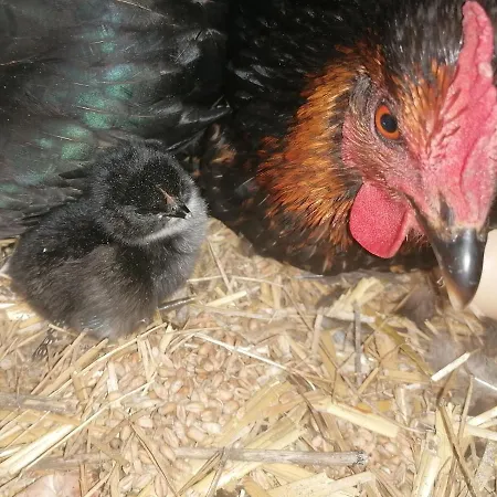 Ferienhaus La Longere Fleurie *